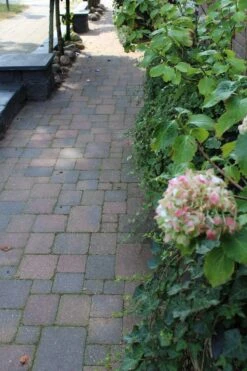 Pavé Béton Wallon Bariole Vieille 20x5x6cm -Pas Cher Intergardshop Magasin 204116 tambour oud bont 10x10x6 4