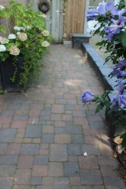 Pavé Béton Wallon Bariole Vieille 20x5x6cm -Pas Cher Intergardshop Magasin 204116 tambour oud bont 10x10x6 5