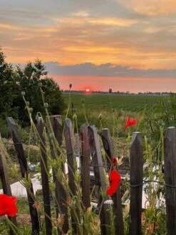 Ganivelle Clôture Chataignier 0,90x5m (4/5cm)