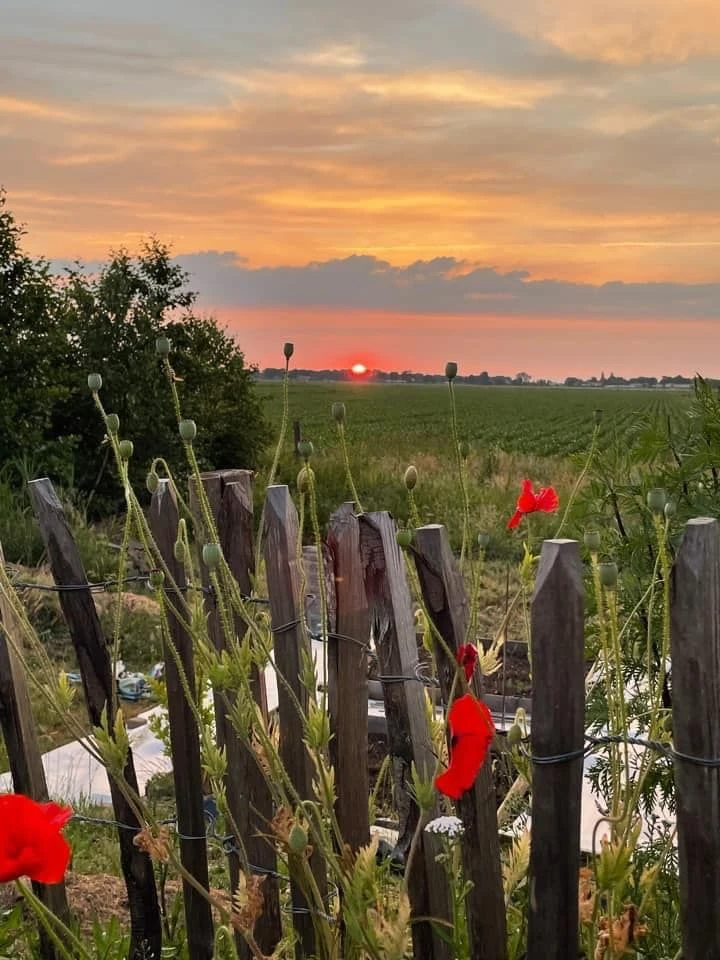 Ganivelle Clôture Chataignier 0,90x5m (7/8cm) 1 Ganivelle Clôture Chataignier 0,90x5m (7/8cm)