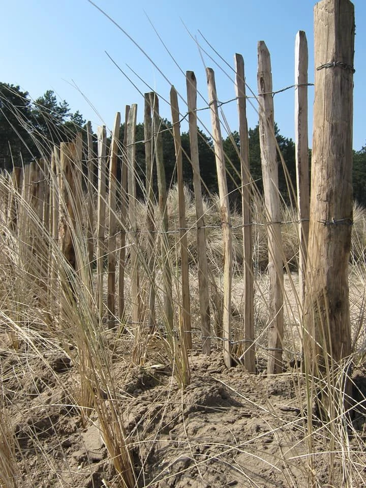 Ganivelle Chataignier Cloture 1,20x5m (7/8cm) 3 Ganivelle Chataignier Cloture 1,20x5m (7/8cm) – Image 3