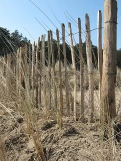 Ganivelle Clôture Chataignier 1,75x5m (4/5cm) -Pas Cher Intergardshop Magasin 246818525 10158649137963337 9221729894217062207 n 7