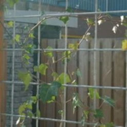 Treillis Soudé Galvanisé A Chaud 2x3m 8/150mm