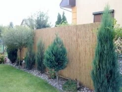 Canisse Roseau Fins 1,5x5m