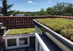 Toit Vert Sedum 54x54cm -Pas Cher Intergardshop Magasin groendak sempergeen semdumtray te 1