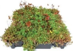 Toit Vert Sedum 54x54cm -Pas Cher Intergardshop Magasin sedum1 1