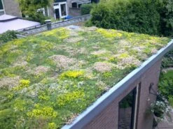 Toit Vert Sedum 54x54cm -Pas Cher Intergardshop Magasin sempergreen groendak 3 1