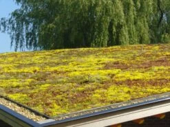 Toiture Végétalisée Sedum Click System 45x50cm Prête à L'emploi -Pas Cher Intergardshop Magasin sempergreen groendak 4