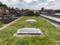 Toiture Végétalisée Sedum Click System 45x50cm Prête à L'emploi -Pas Cher Intergardshop Magasin sempergreen groendak 5