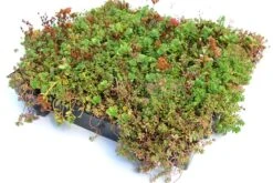 Toit Vert Sedum 54x54cm -Pas Cher Intergardshop Magasin sempergreen sedumtray te 1