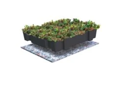 Toit Vert Sedum 54x54cm